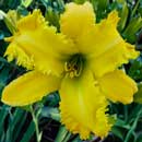 Spacecoast Hammer Time Daylily